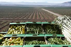 Légumes verts